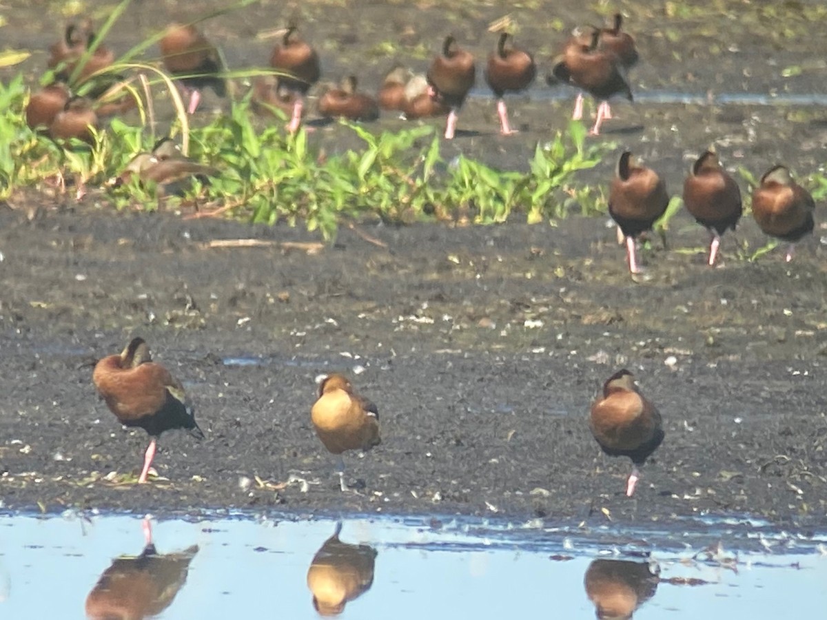 Black-bellied Whistling-Duck - ML616087643