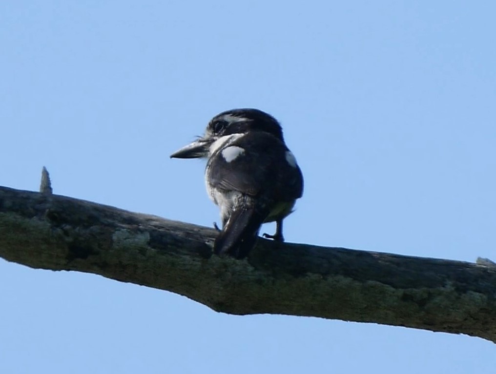 Pied Puffbird - ML616087646