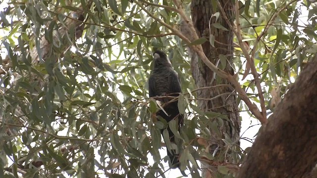 Carnaby's Black-Cockatoo - ML616087690