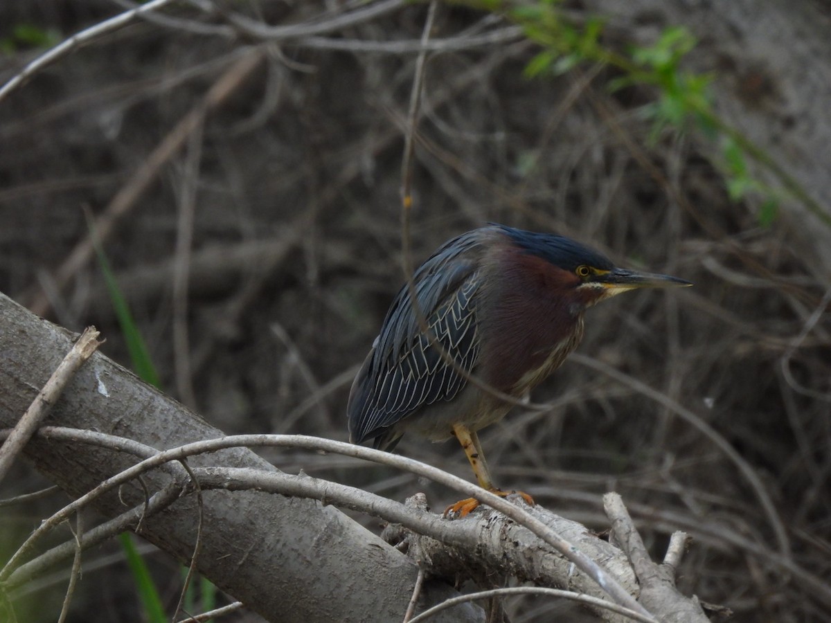 Green Heron - ML616087700