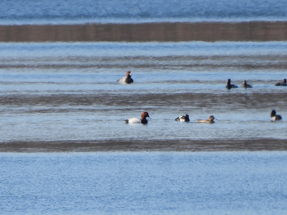 Canvasback x Redhead (hybrid) - ML616087790