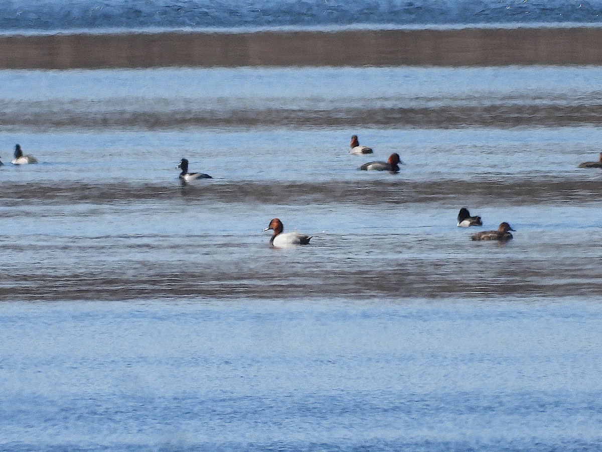 Canvasback x Redhead (hybrid) - ML616087797