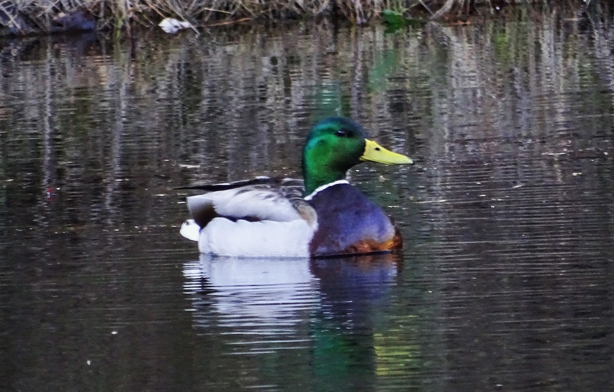 Mallard - ML616087798