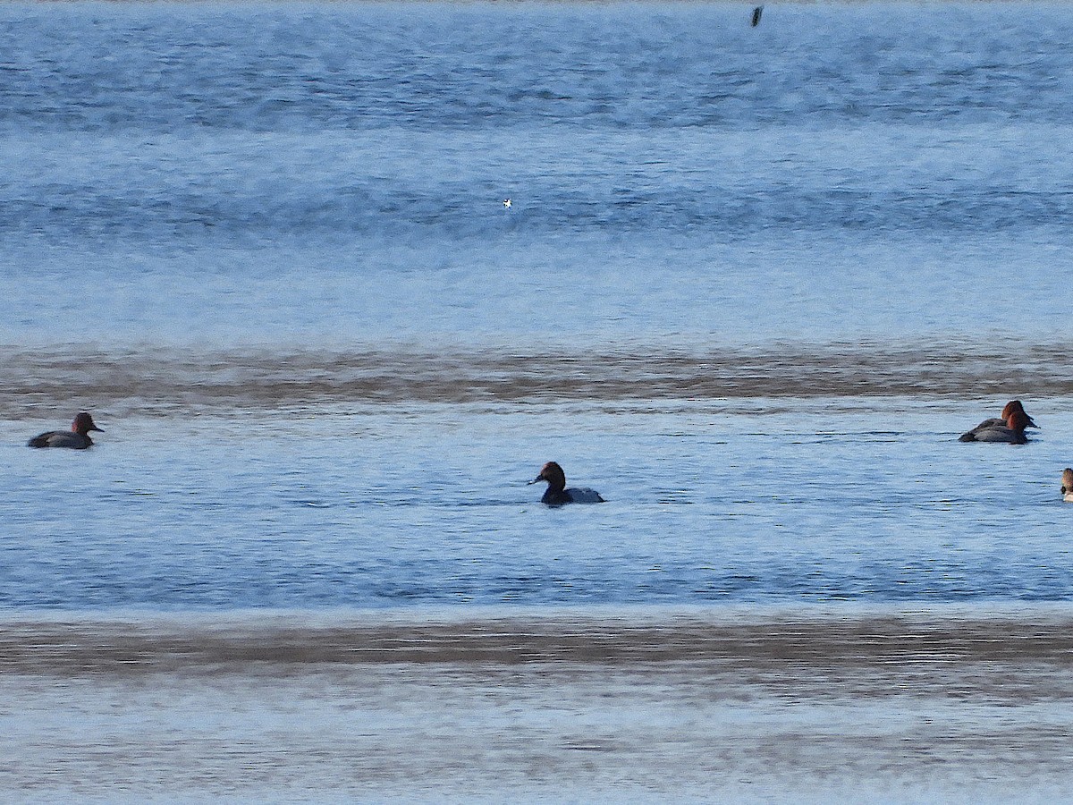 Canvasback x Redhead (hybrid) - ML616087800