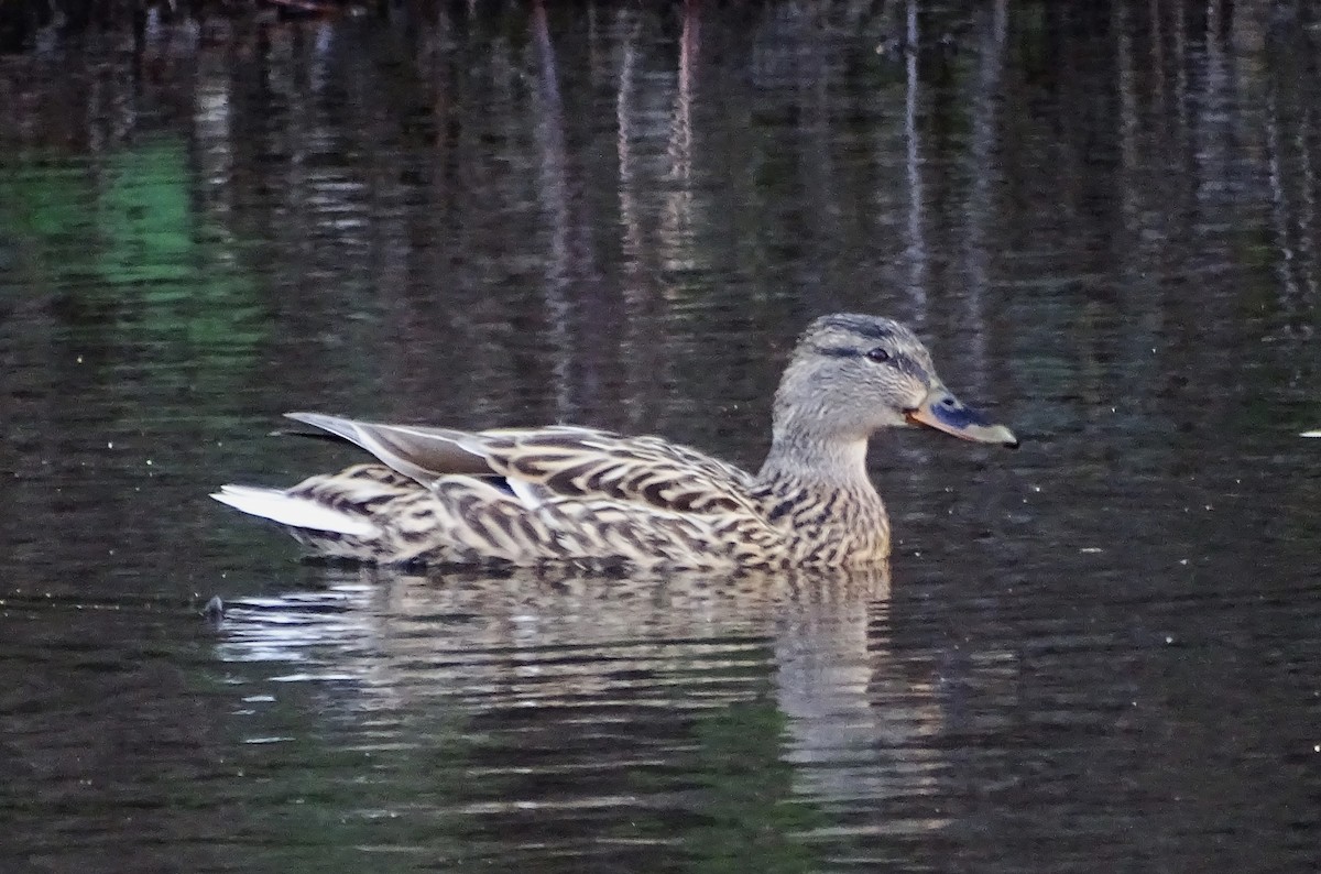 Ánade Azulón - ML616087801