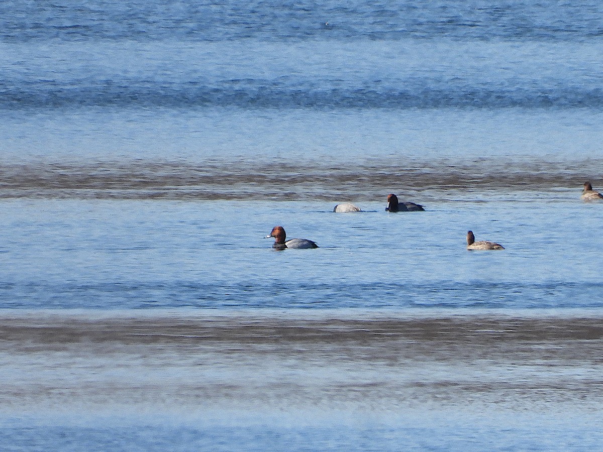 Canvasback x Redhead (hybrid) - ML616087806