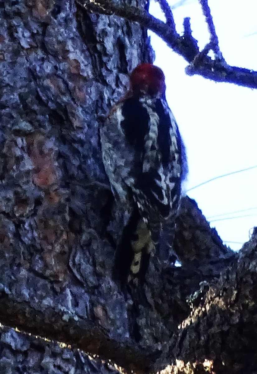 Red-breasted Sapsucker - ML616087818