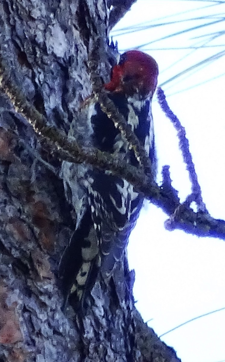 Red-breasted Sapsucker - ML616087820