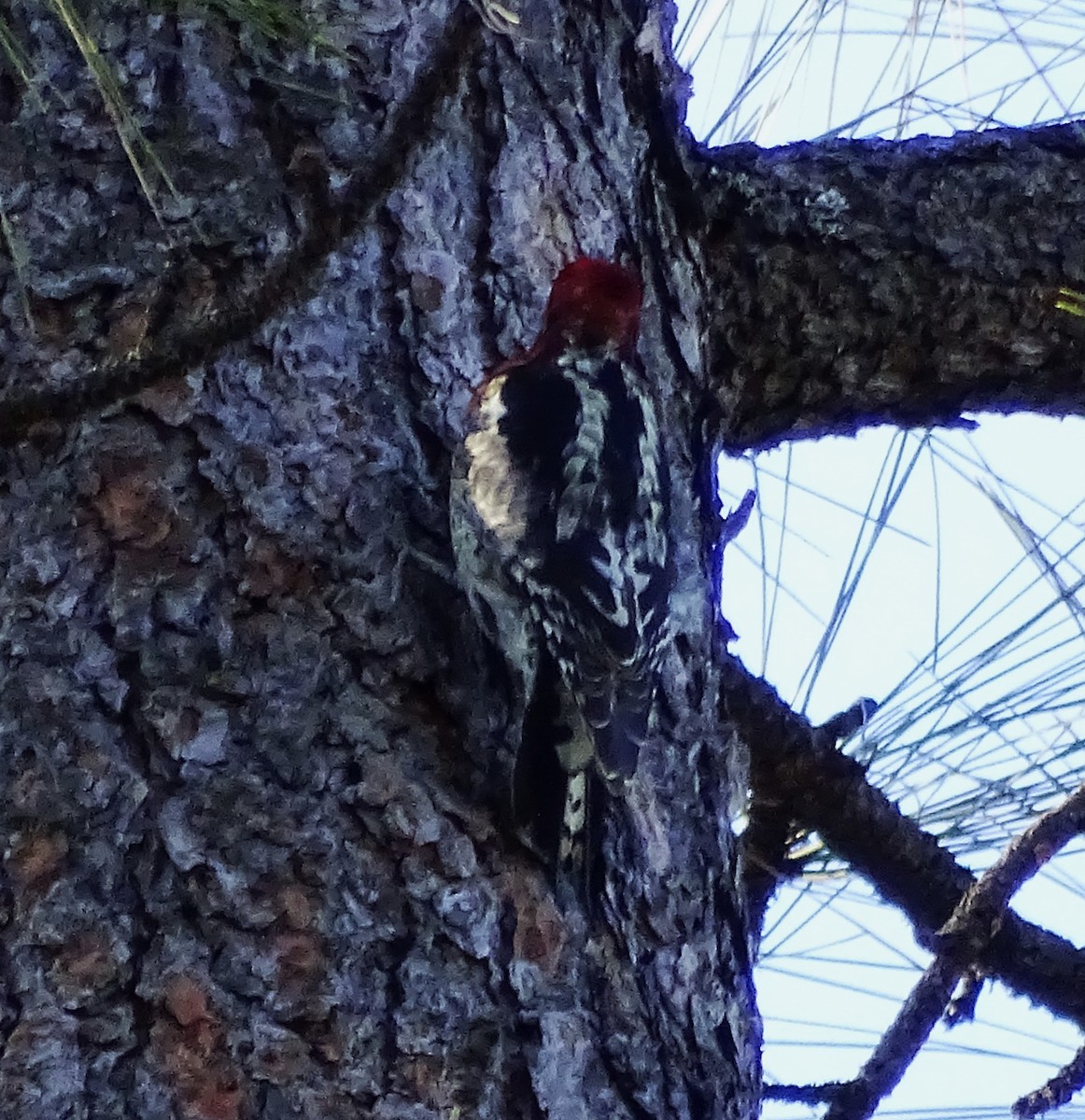 Red-breasted Sapsucker - ML616087822