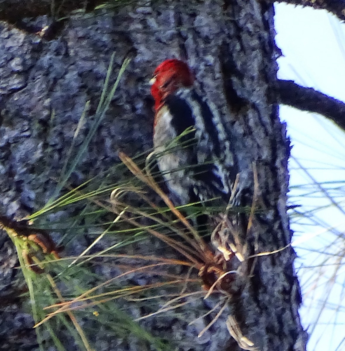 Red-breasted Sapsucker - ML616087823