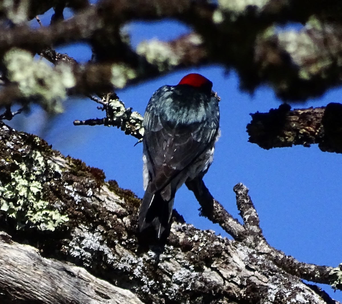 Acorn Woodpecker - ML616087836