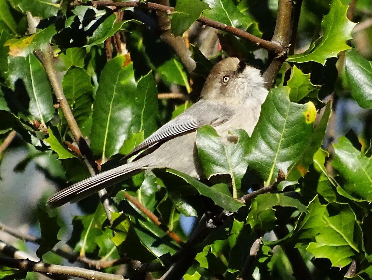 Bushtit - ML616087850