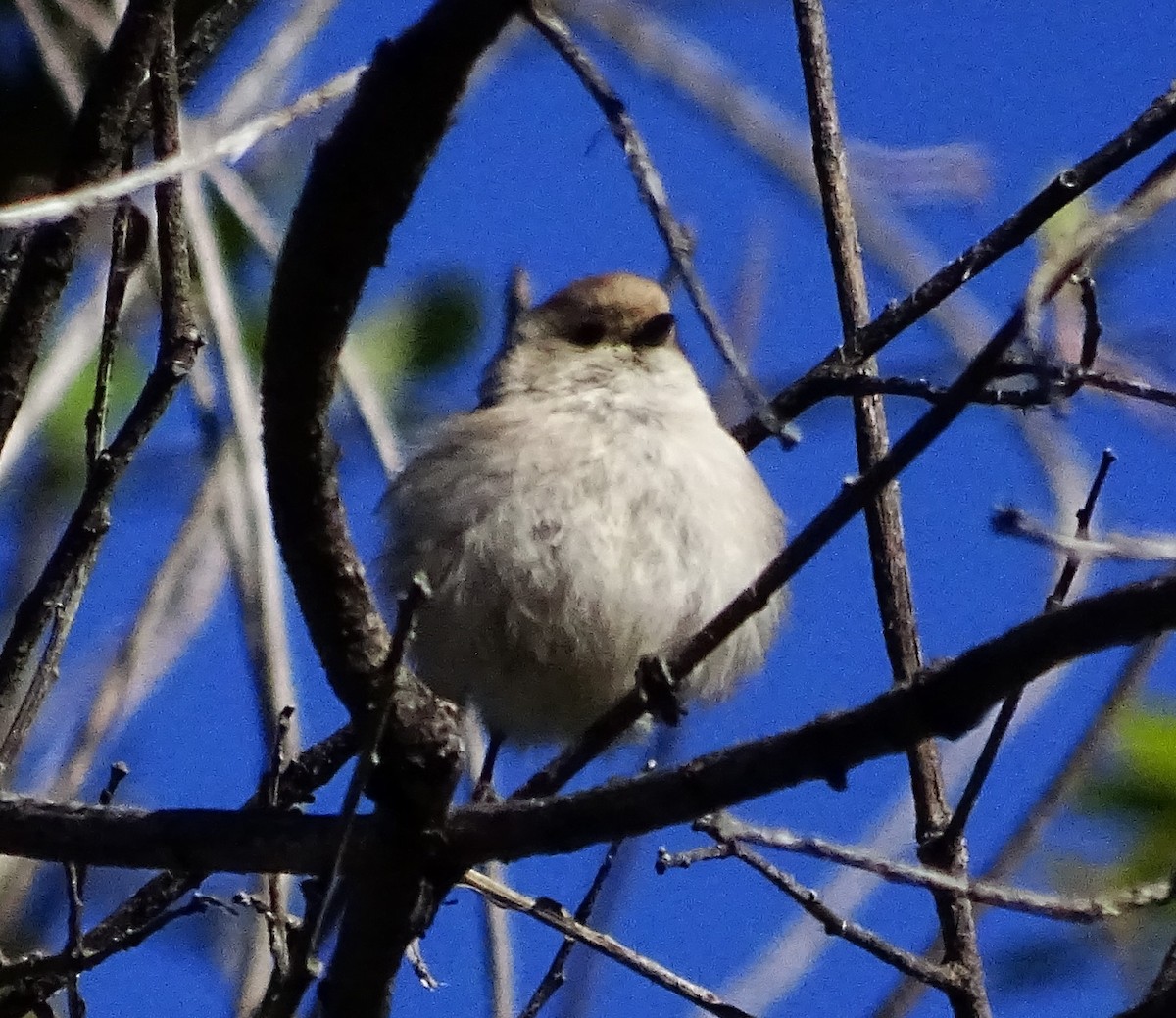 Bushtit - ML616087857