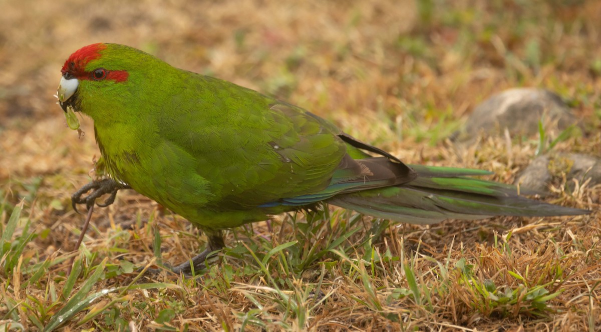 Red-crowned Parakeet - ML616087862