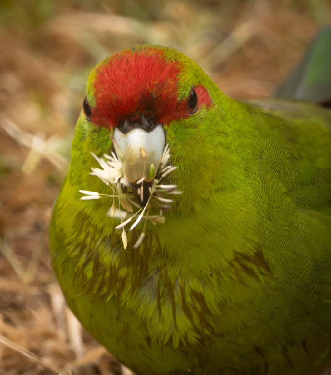 Red-crowned Parakeet - ML616087863