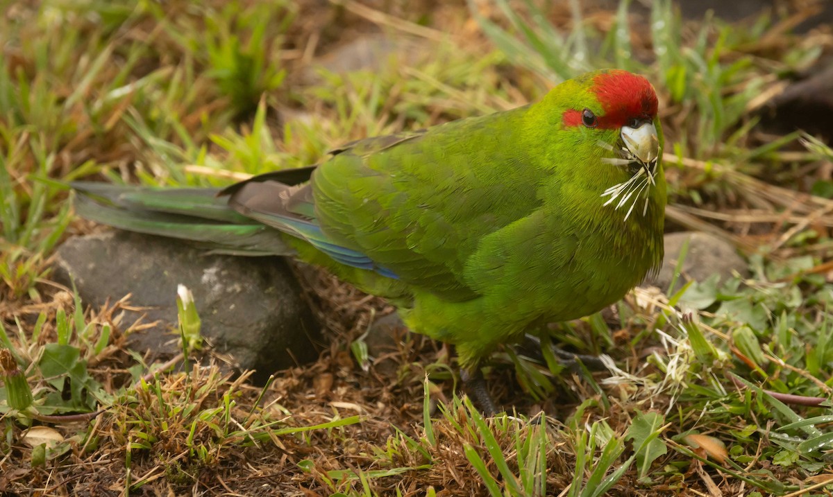 Red-crowned Parakeet - ML616087864