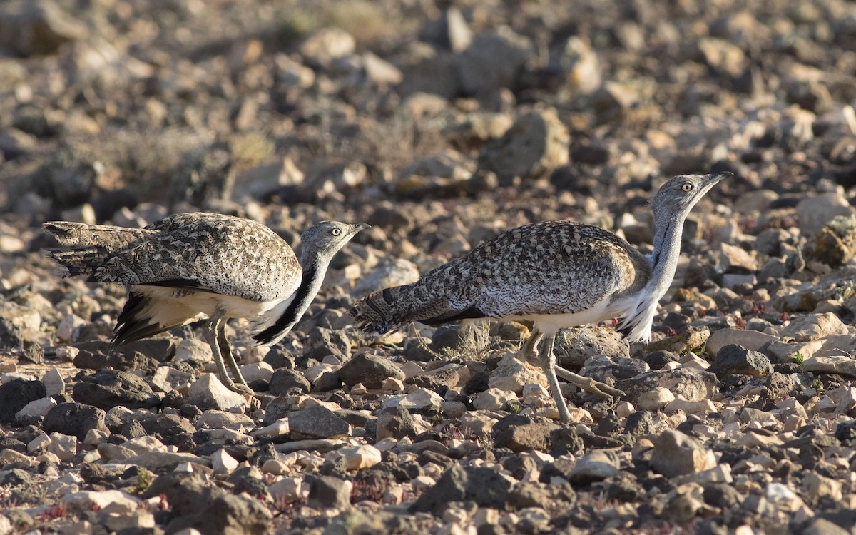 African Houbara - ML616087869
