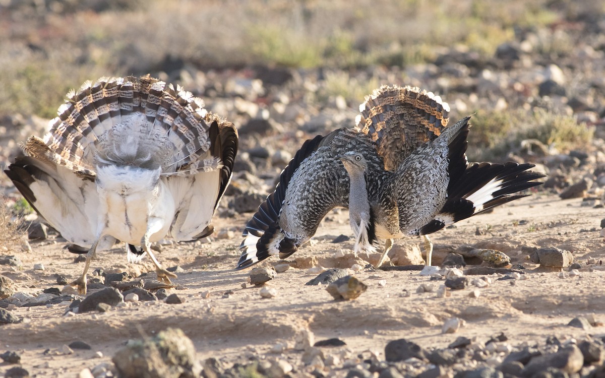 African Houbara - ML616087875