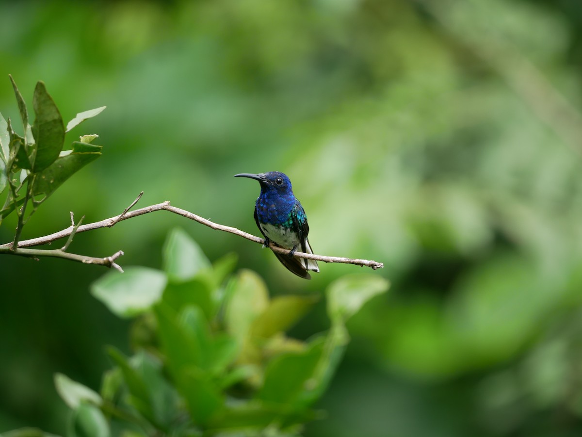 Colibrí Nuquiblanco - ML616087891