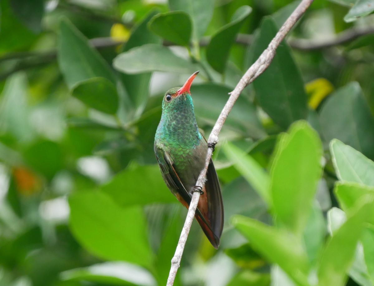 Rufous-tailed Hummingbird - Brett Hartl
