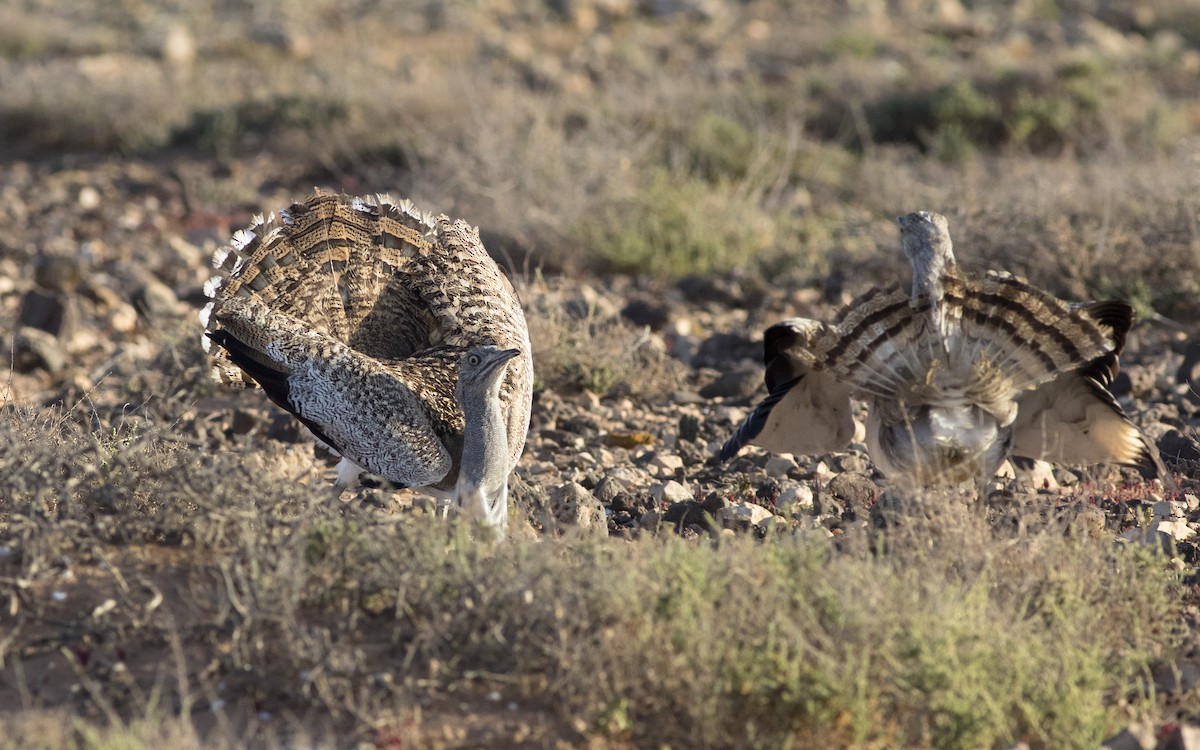 African Houbara - ML616087898