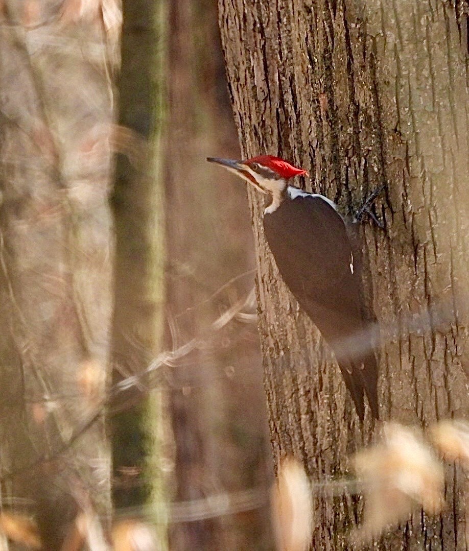 Pileated Woodpecker - ML616087919