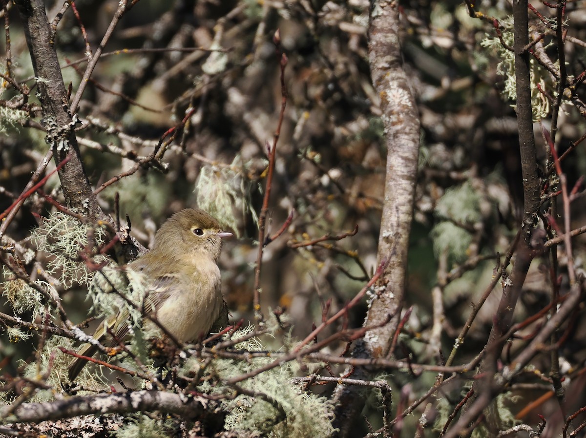 Hutton's Vireo - ML616087940