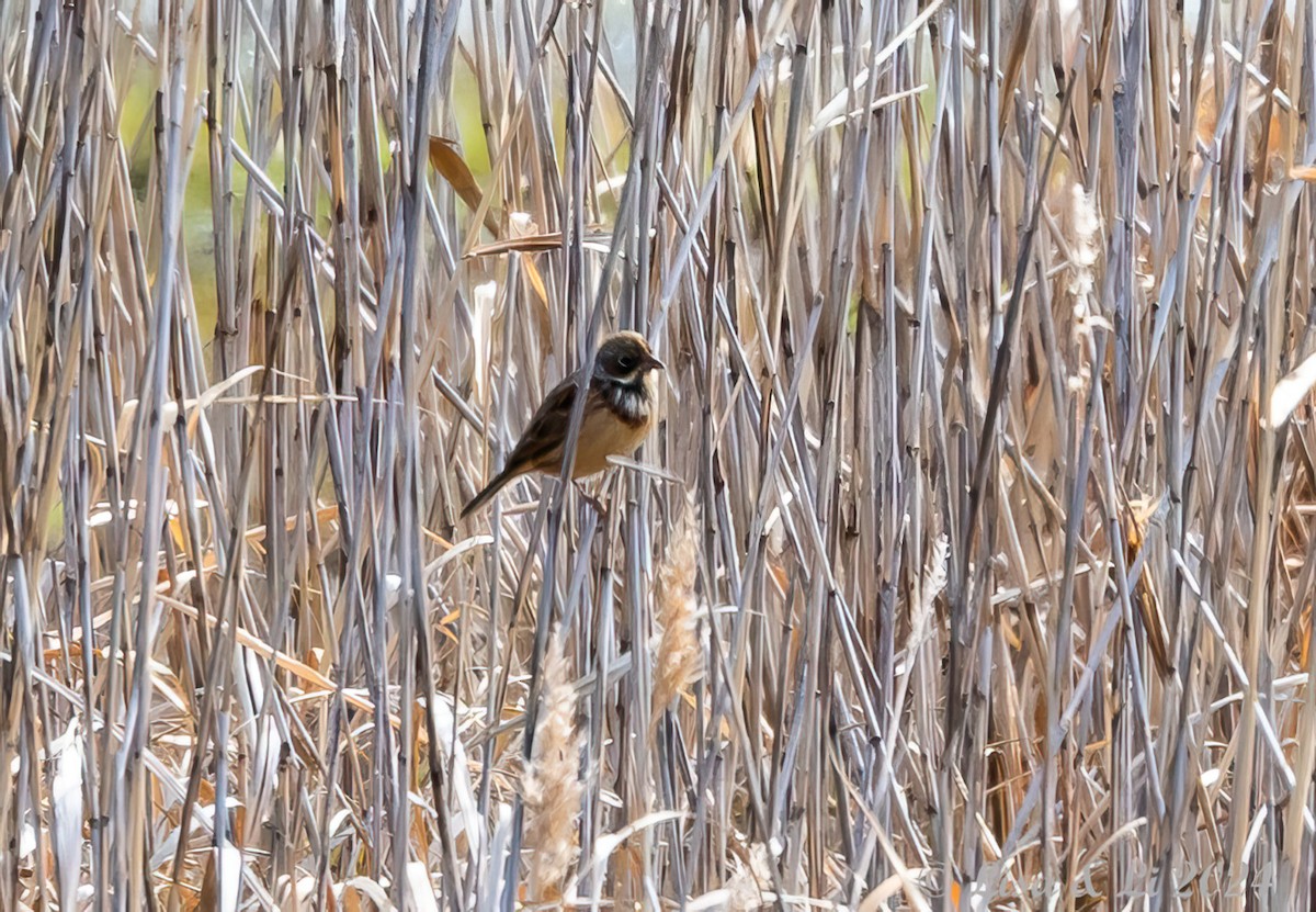 Chestnut-eared Bunting - ML616087949