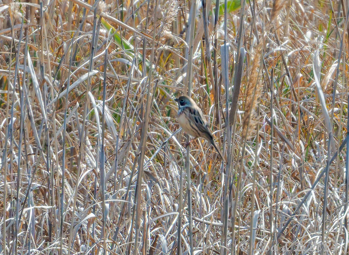 Chestnut-eared Bunting - ML616087953