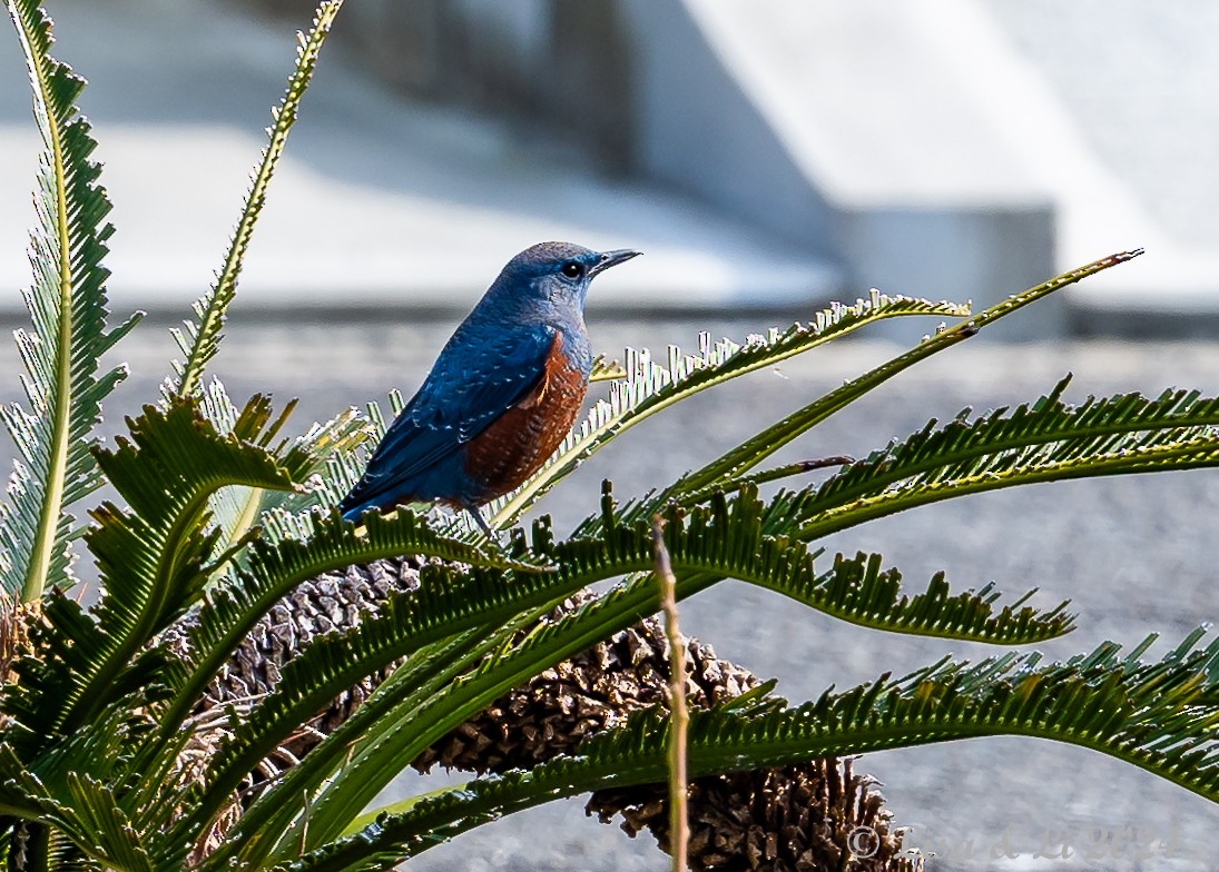 Blue Rock-Thrush (philippensis) - ML616087968