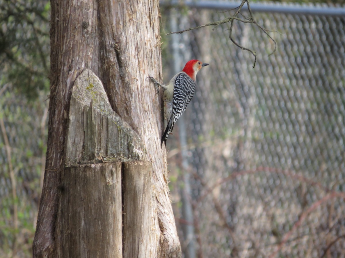 Red-bellied Woodpecker - ML616087982