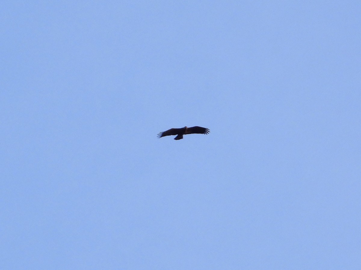 Bald Eagle - ML616087983