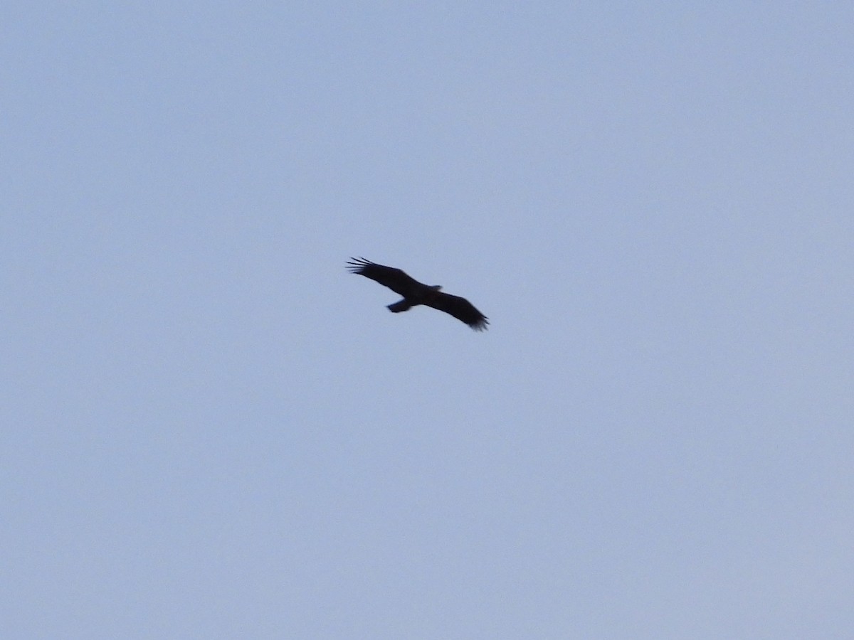 Bald Eagle - ML616087985