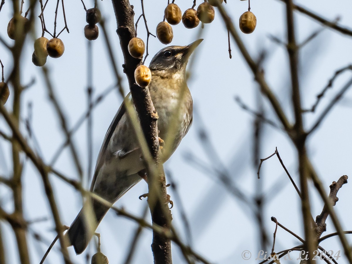 Бүгээн хөөндэй - ML616088000