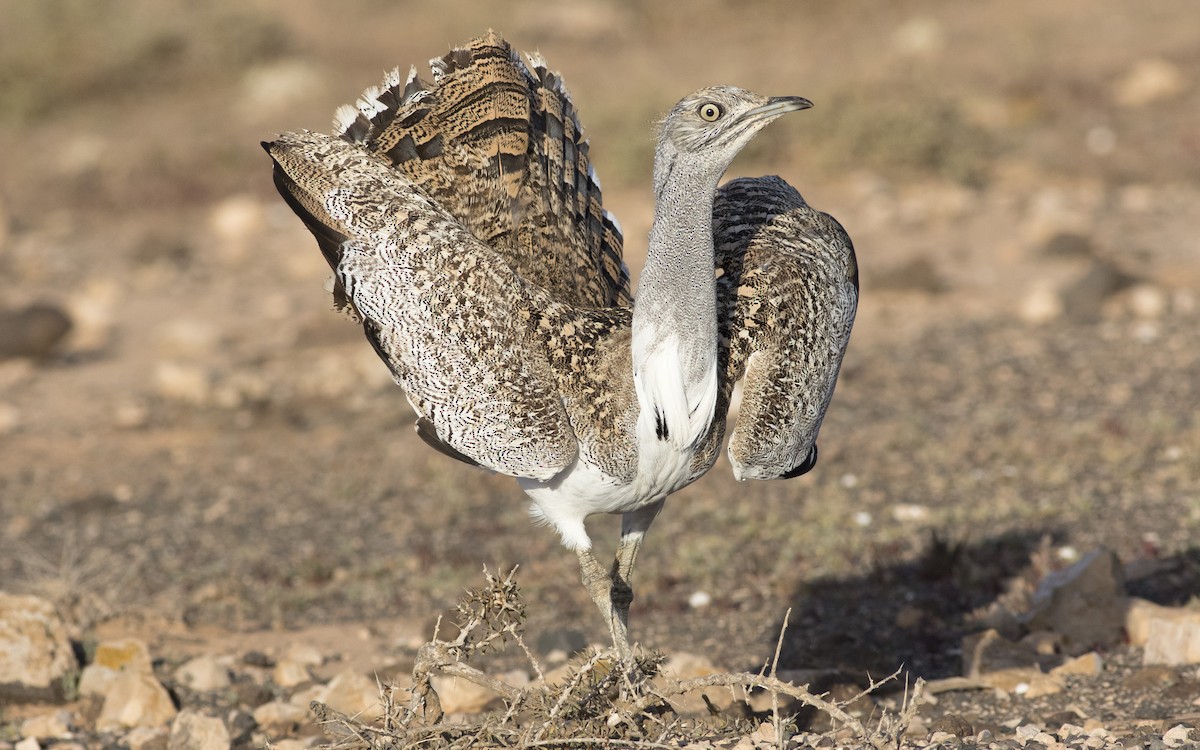 African Houbara - ML616088001