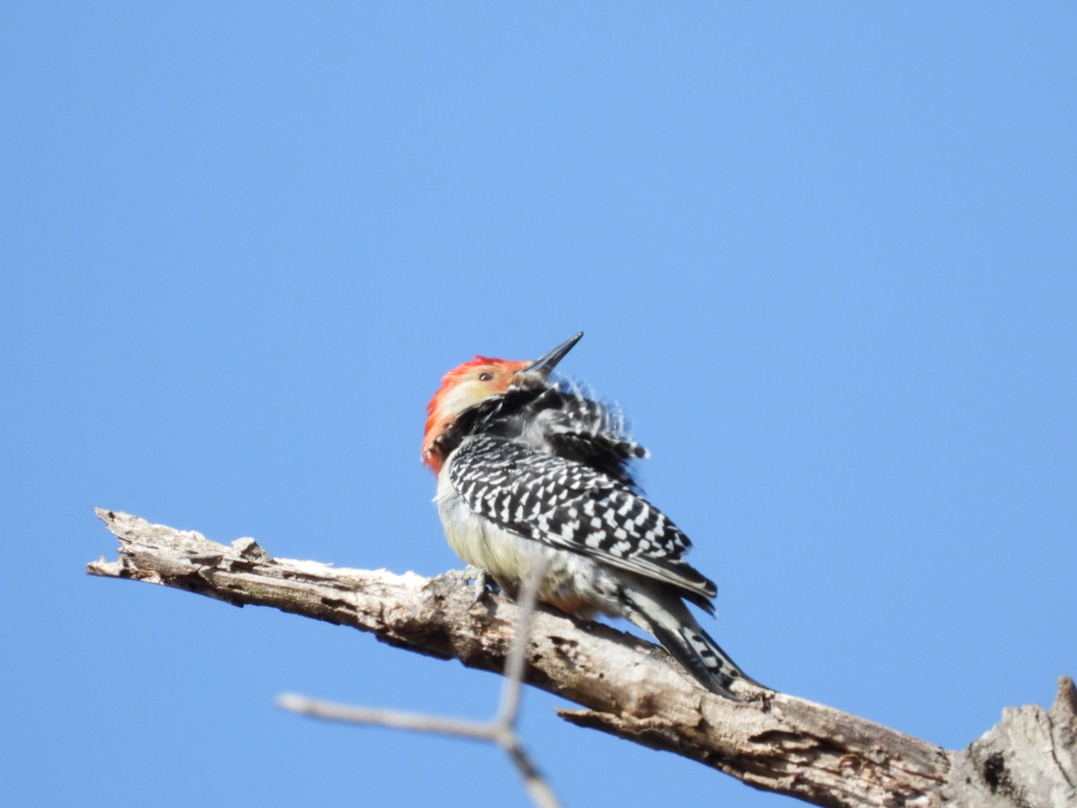 Red-bellied Woodpecker - Rosanne Petrich