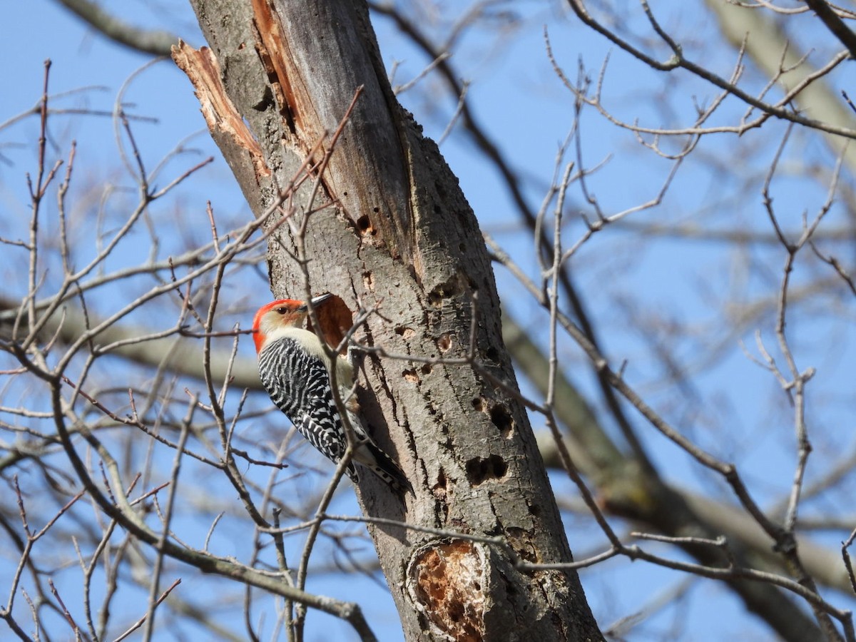 Red-bellied Woodpecker - Rosanne Petrich