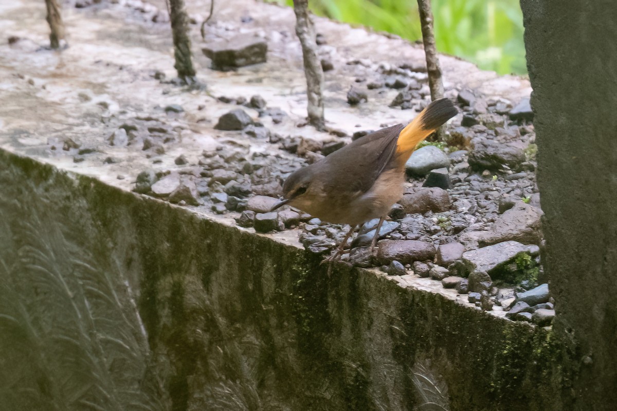 Buff-rumped Warbler - ML616088013