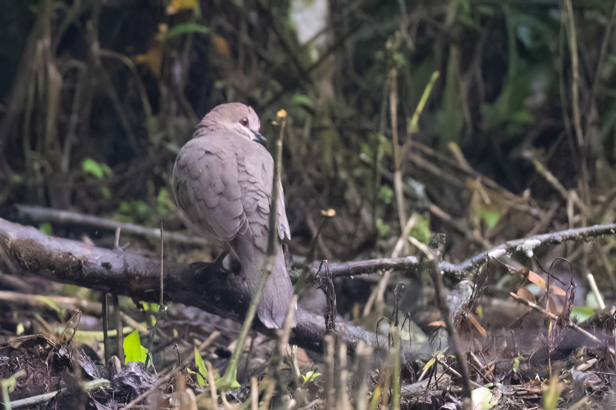 White-tipped Dove - ML616088021