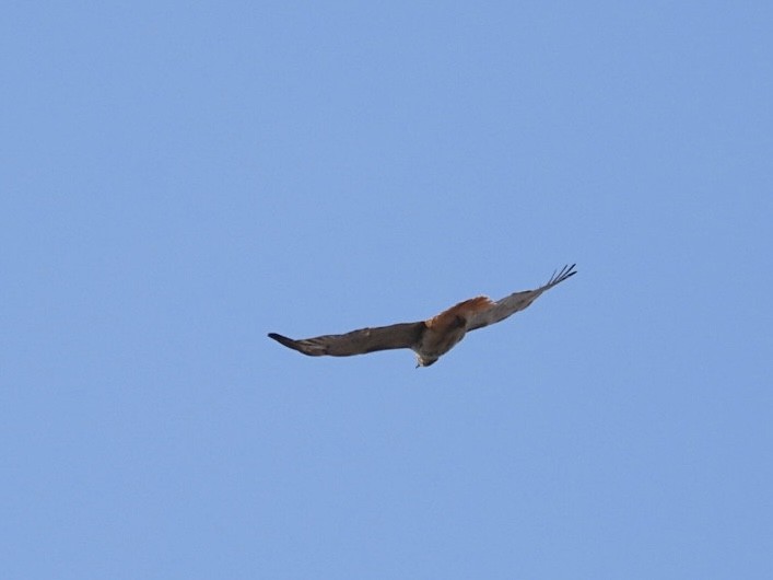 Red-tailed Hawk - ML616088029