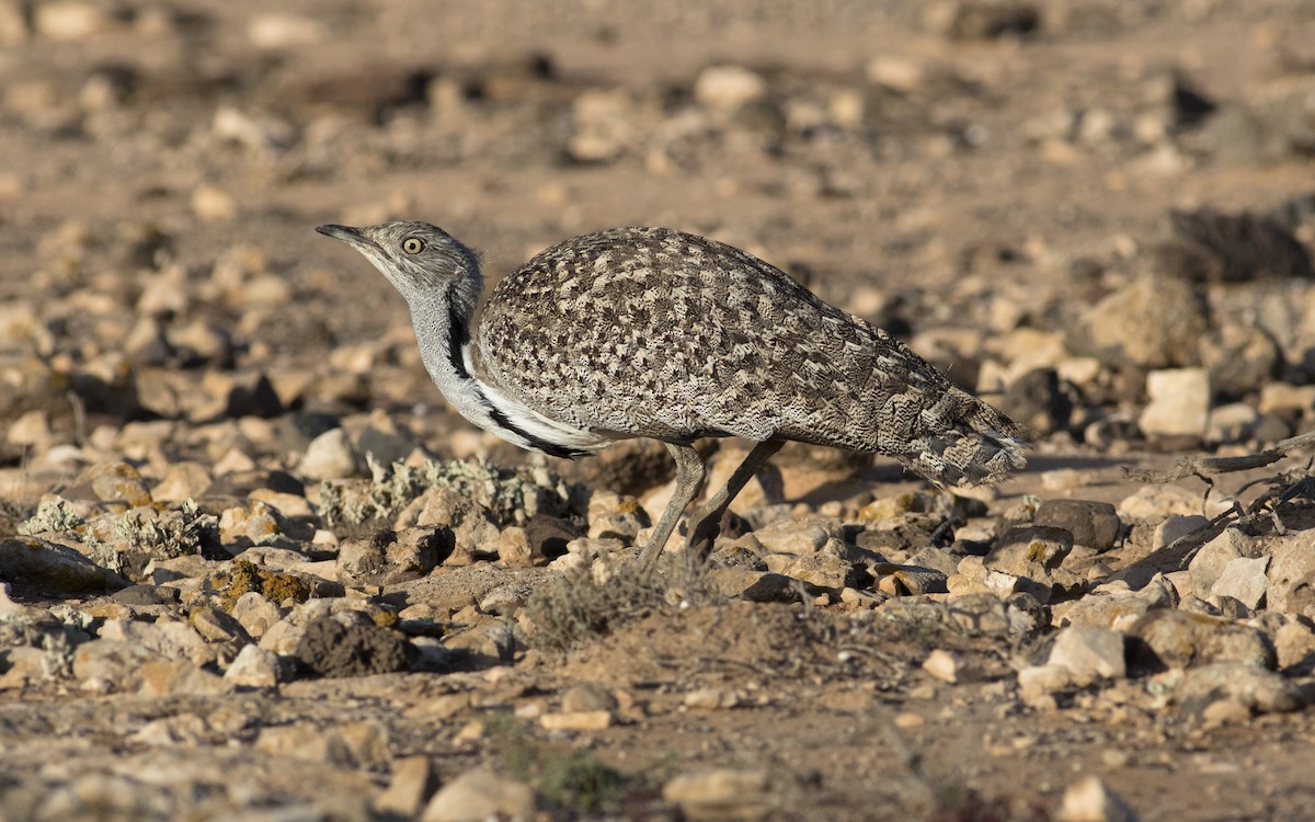 African Houbara - ML616088037