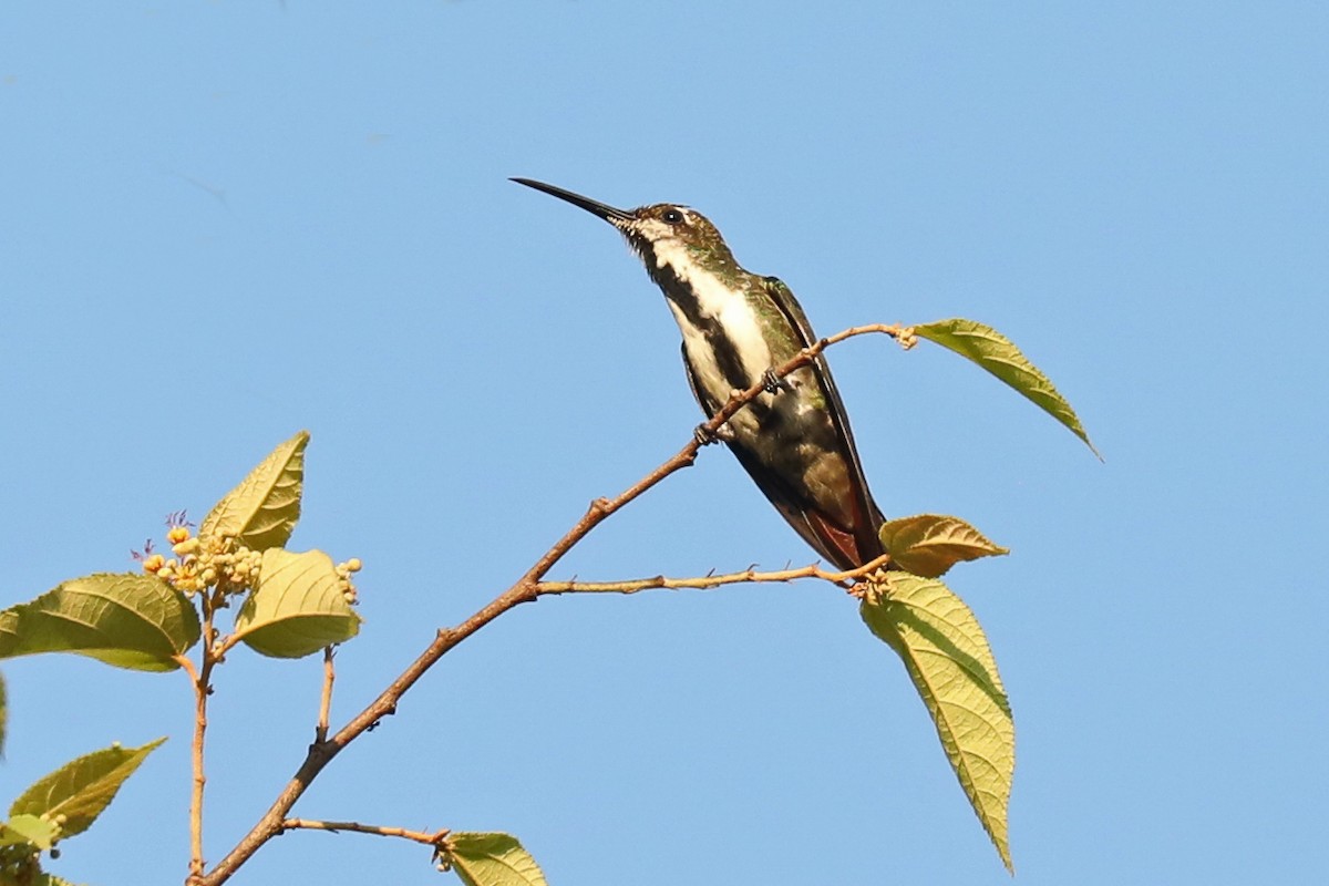 kolibřík tropický - ML616088165