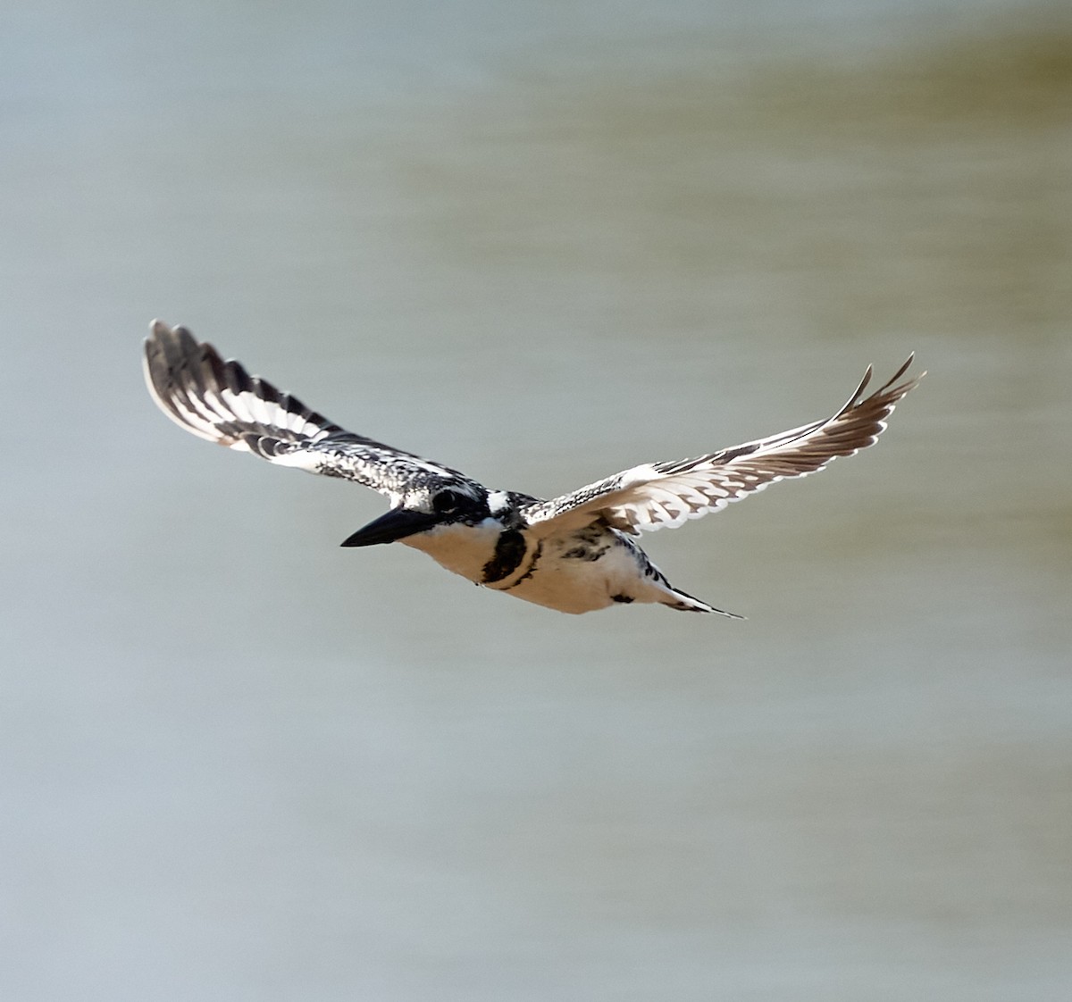 Pied Kingfisher - ML616088171