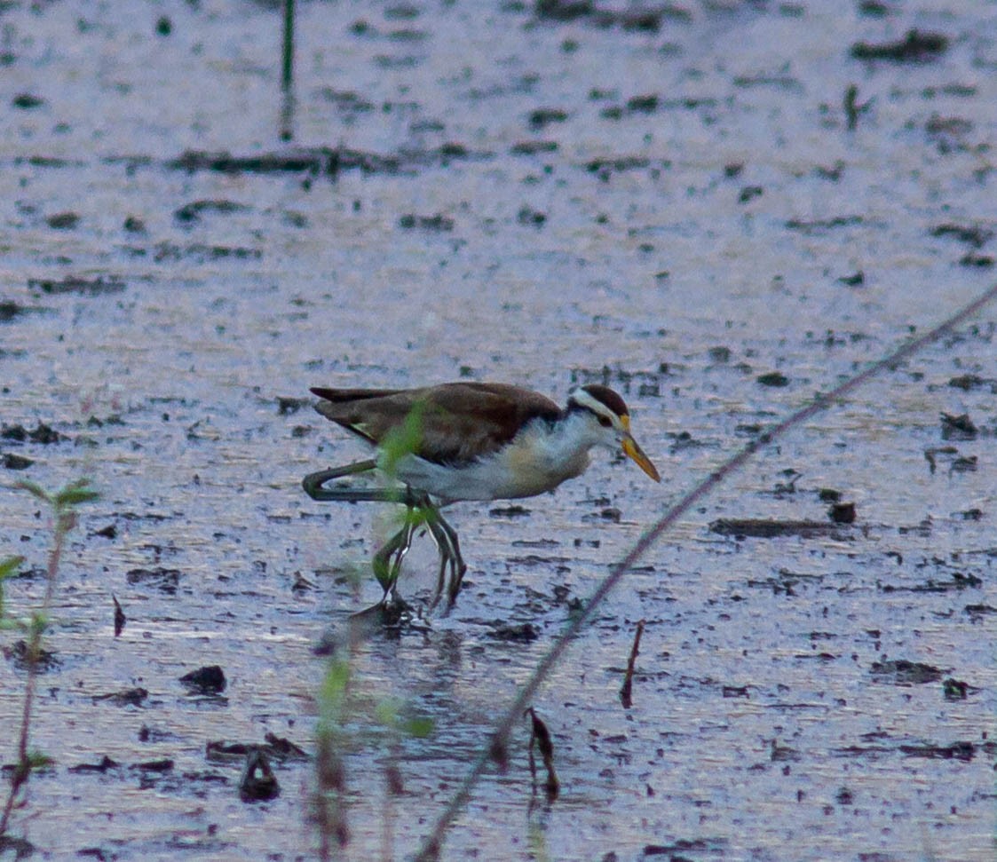 Jacana du Mexique - ML616088194