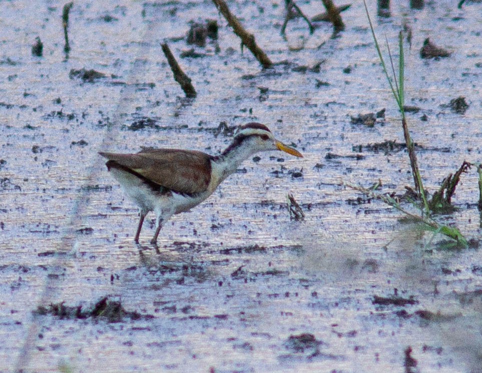 Jacana du Mexique - ML616088195