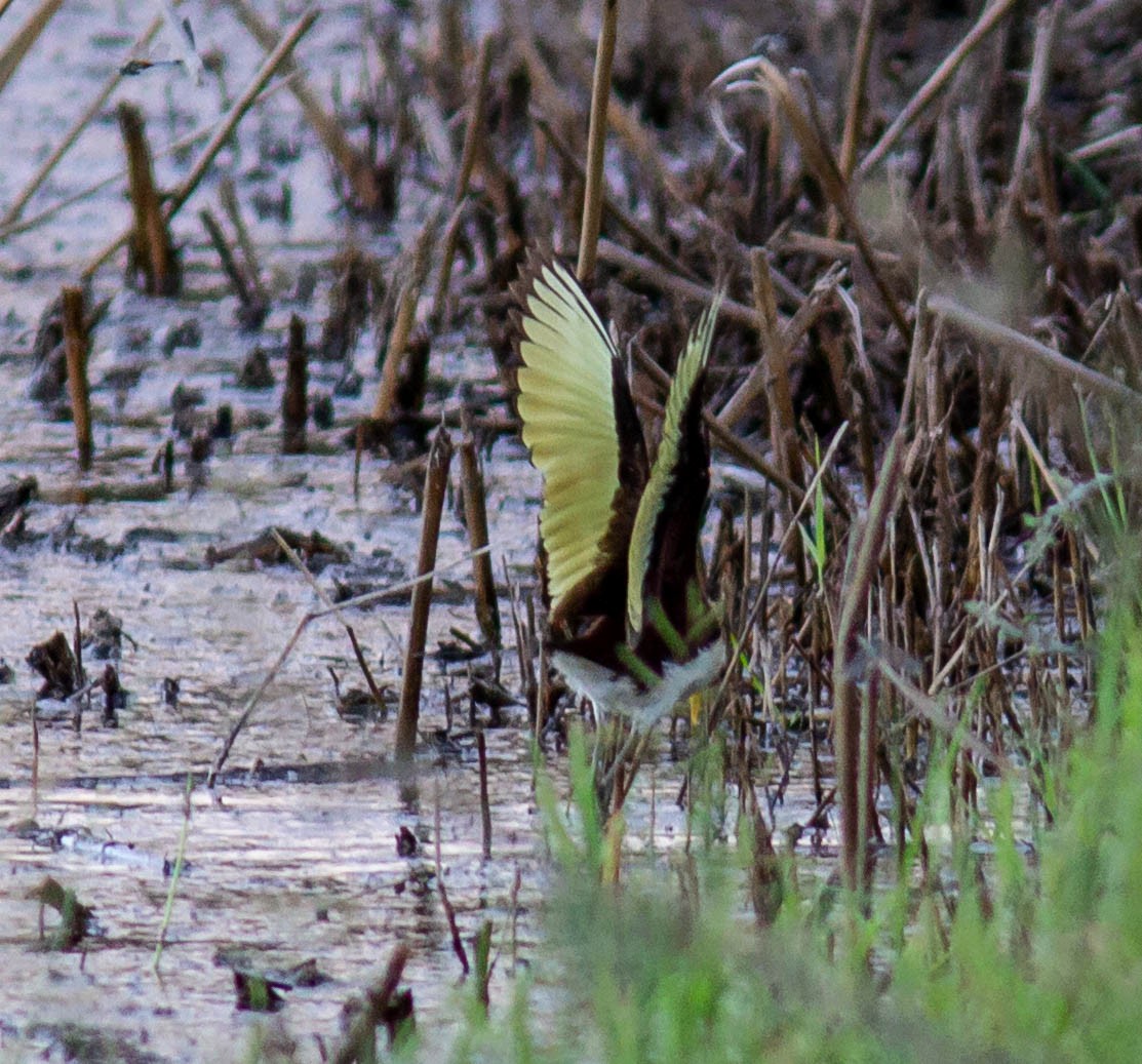 Northern Jacana - ML616088196