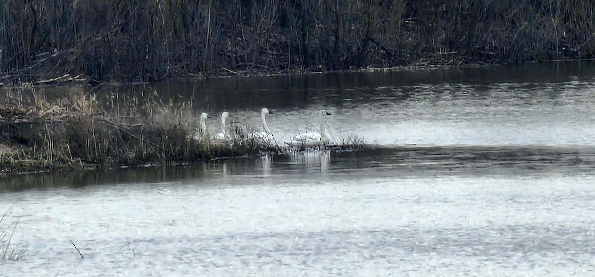 Tundra Swan - Rick Koval