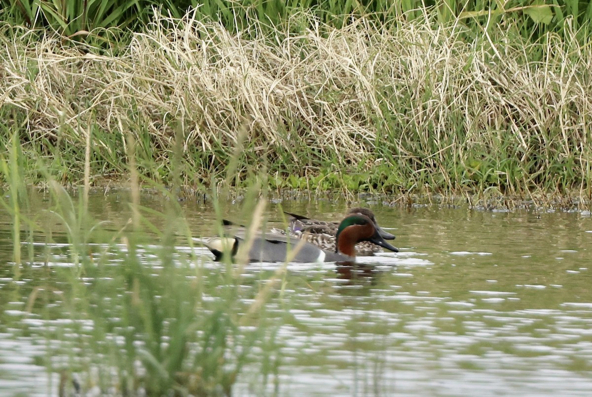 Green-winged Teal - ML616088200