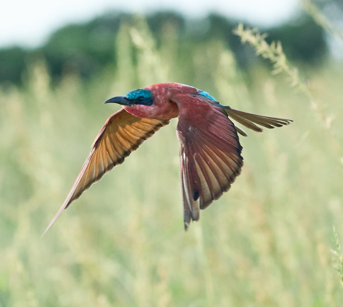 Southern Carmine Bee-eater - Steven Cheong