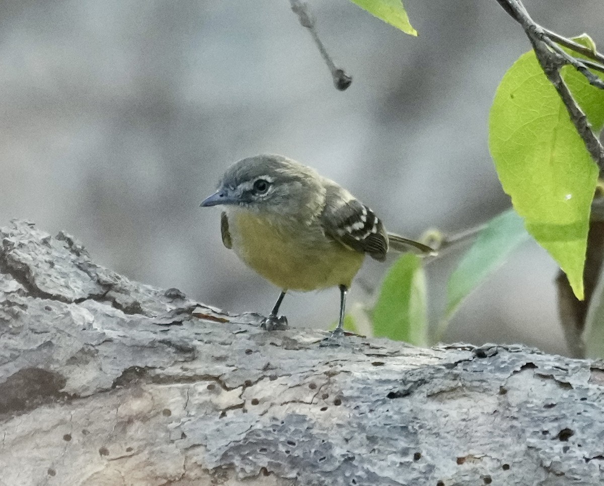 Pale-tipped Tyrannulet - Brian Elliott